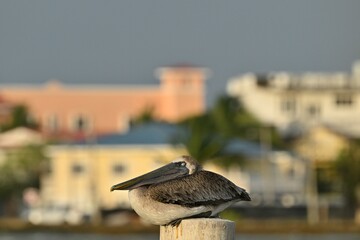 a sleeping pelican