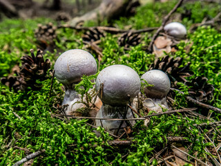 Beautiful purple mushroom hog growing in the grass color