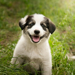 웃고 있는 강아지