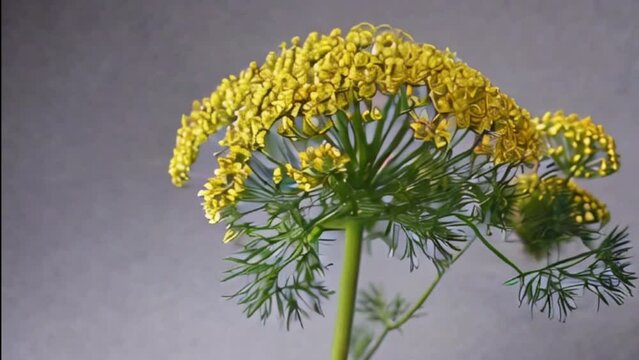 Studio shot of flowering dill anethum graveolens, motion