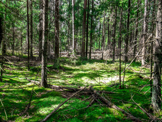 Beautiful landscape of coniferous forest. general plan