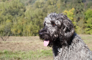 Relaxed Labradoodle looking at something in front of nature background. Puppy dog sitting and panting with tongue sticking out. Pet summer heat concept. Gray female Labradoodle. Selective focus.