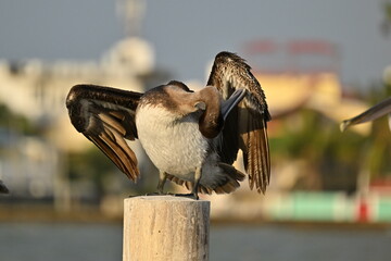 a pelican preens to keep her feathers in good condition