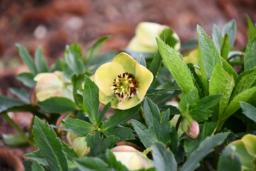 クリスマスローズ