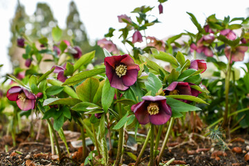 クリスマスローズ