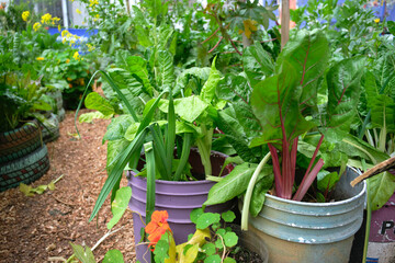 Green plants in reused plastic buckets, urban vegetable garden, sustainable production of healthy...