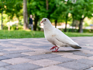 A beautiful white pigeon on the road of the city park