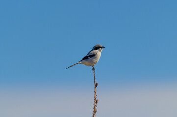 A Loggerhead Shrike perches on a stem in Big Bend National Park, in Southwest Texas.