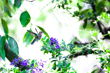 colibrí volando © Jóse Carbonell