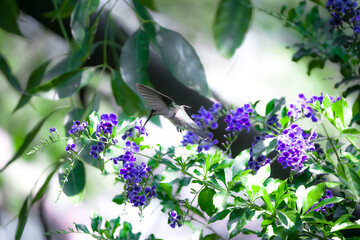 colibrí volando © Jóse Carbonell