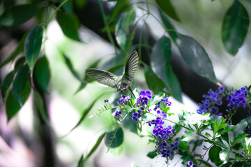 colibrí volando © Jóse Carbonell