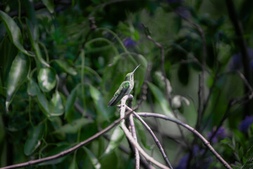 colibrí volando © Jóse Carbonell