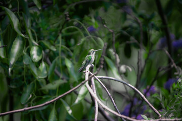 colibrí volando © Jóse Carbonell