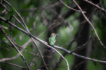 colibrí volando © Jóse Carbonell