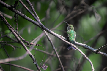 colibrí volando © Jóse Carbonell
