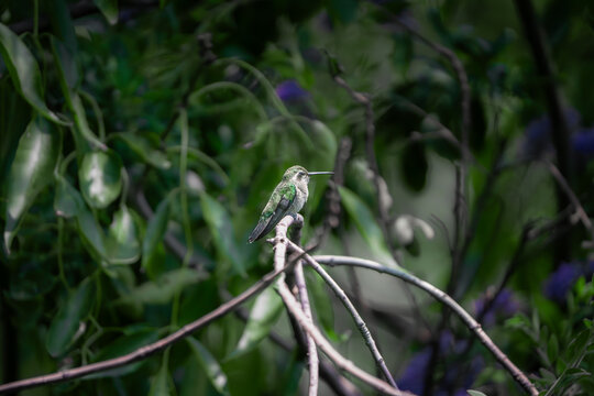 colibr&iacute; volando