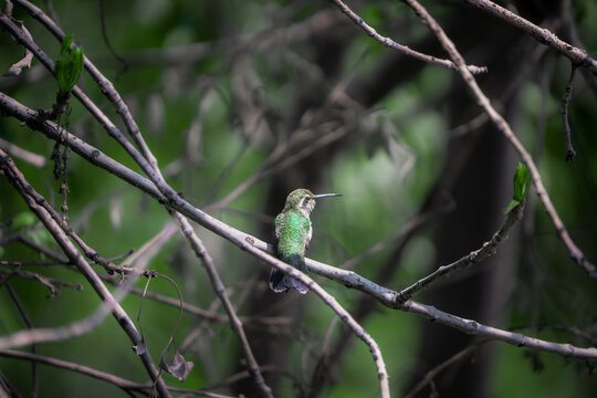 colibr&iacute; volando