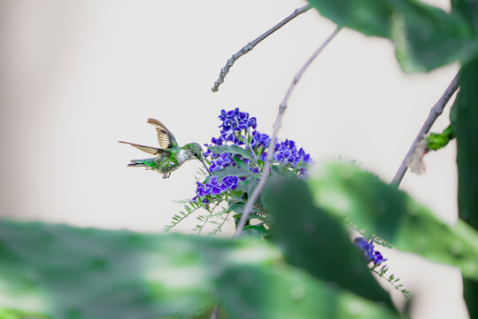 colibr&iacute; volando