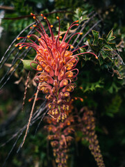 Grevillea flower