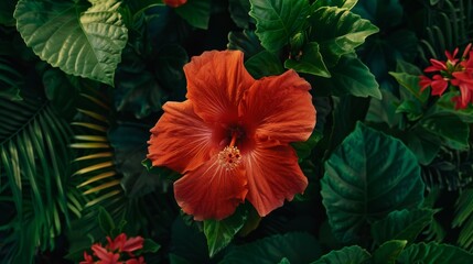Obraz na płótnie Canvas Red Hibiscus Flower in Macro Close-up Shot.