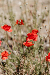 Naklejka premium Red Poppy Flowers 