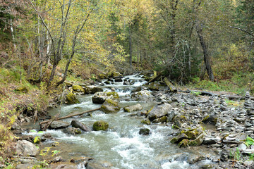 The stormy stream of a fast-moving river flowing from the mountains through a thinned autumn...