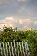 Beach fence with beach rose bush behind it in the summer with blue skies, white clouds and a faint...