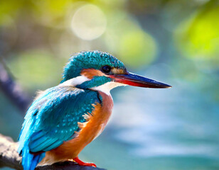 Obraz premium A kingfisher perched by the water's edge