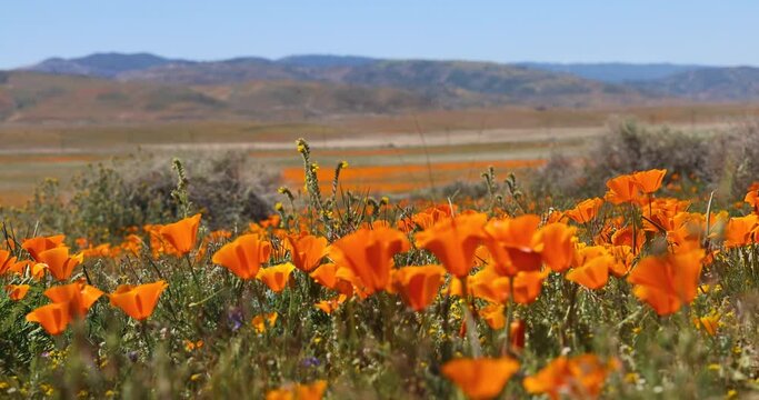 Field of Golden poppy flowers in Antelope Valley, California