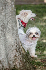 Two small dogs wearing bandanas on a summer day standing behind a tree panting