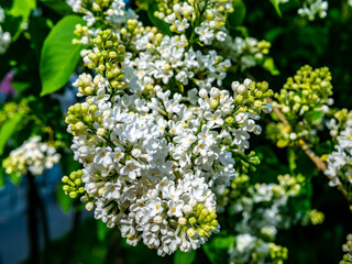 A branch of white lilac during flowering the summer