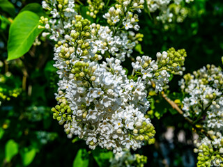A branch of white lilac during flowering the summer