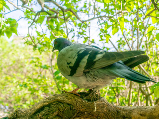 A gray pigeon sits on a lilac tree. day light