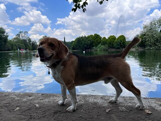 Dog on the water