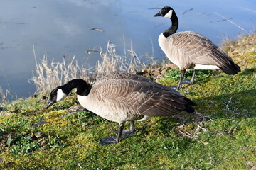 Geese looking for delicious food.
