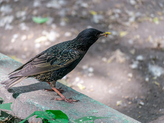 Bird starling sitting on the curb. general plan