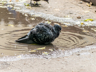 one single dove pigeon sitting in a water of puddle with reflection. general plan