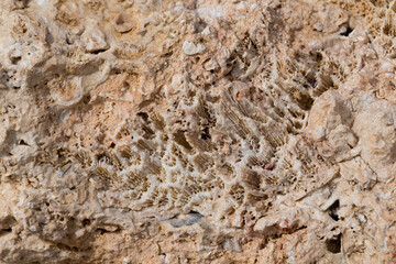 Fossil corals of the Red Sea. Ancient creatures, turned into stone. Reef corals.