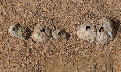 Tetraclita squamosa - Thatched barnacle. Balanus (Balanomorpha) is a genus of barnacles in the...