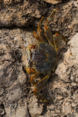 Grapsus albolineatus is a species of decapod crustacean in the family Grapsidae. Crab, on a reef rock. Fauna of the Sinai Peninsula.