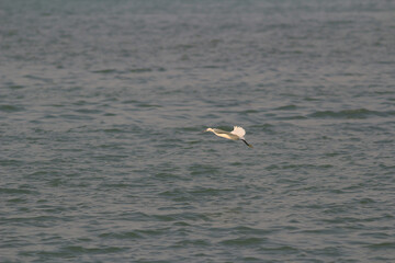 an egret at Tung Chung bay, hk