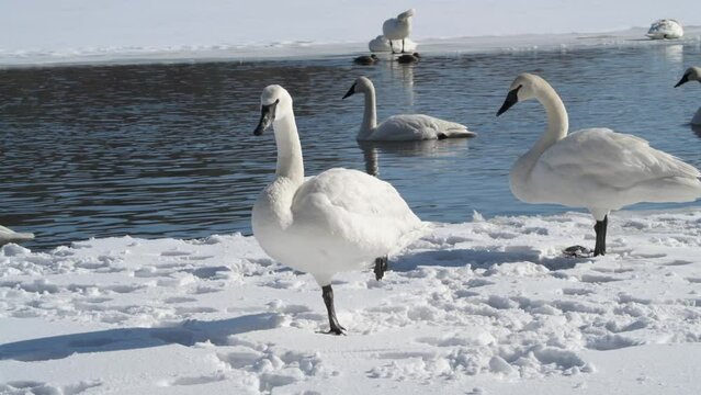 Trumpeter Swan preening while standing on one leg in the winter.