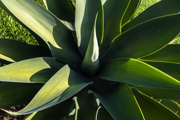 Close-up of Agave Attenuata plant. Agave attenuata is a large evergreen succulent that is commonly known as fox tail agave, in Brazil