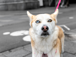 Close-up portrait of a white dog with heterochromia. Eyes of different colors. Unusual, special.
