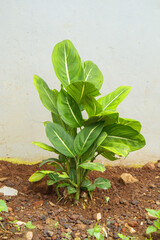 Aglaonema siam king ornamental plant close-up photo