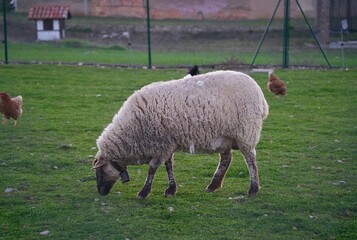 White sheep grazing in the meadow next to chickens