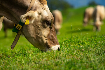 Cow in alpine meadow. Beefmaster cattle in green field. Cow in meadow. Pasture for cattle. Cow in...