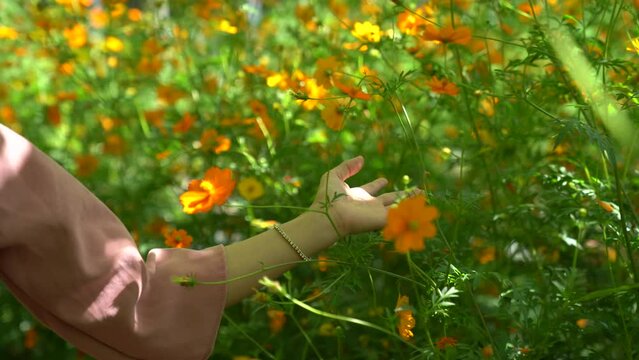 Footage of flowers blooming during Vietnam's Tet holiday