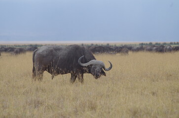Obraz premium African Buffalo Standing in the Grassland at the End of the Dry Season, Tanzania 