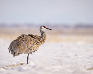 Adult Sandhill Crane - grus canadensis - standing while resting one foot with feathers fluffed in snow covered field Monte Vista, Colorado
